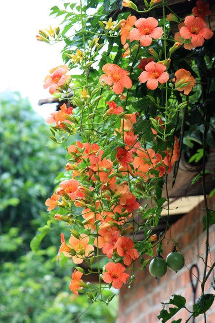 凌霄花露天过冬，行不行呢？