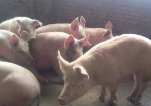 夏季猪不吃食、中暑频发，根源及防暑增食方案是什么？