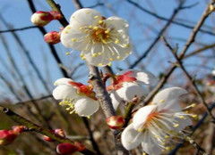 腊梅花的神秘成分