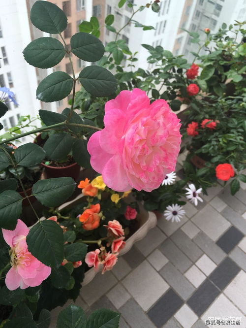 薄荷的养护与作用