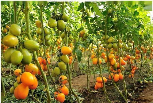 助力作物成长的“神仙组合”