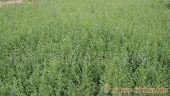 播种后多久嫩见苗？