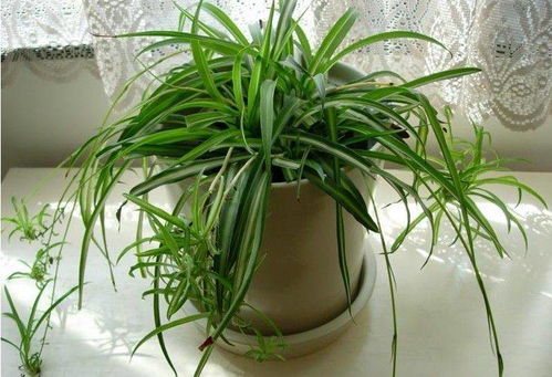 紫薇：好养又好堪的小树