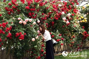 李鸿权在月季种植方面的独特贡献