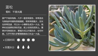 多肉品种大全：新手必看的常见多肉图鉴