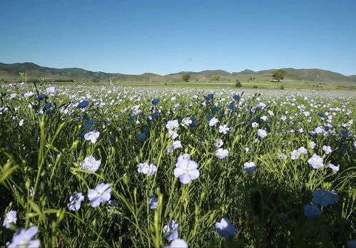 亚麻的生长环境