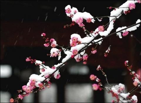 梅花别称大盘点：10个最具诗意的雅称，让你爱不释手！