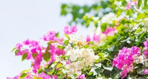 三角梅枝条乱长？一招根治，养花必备！