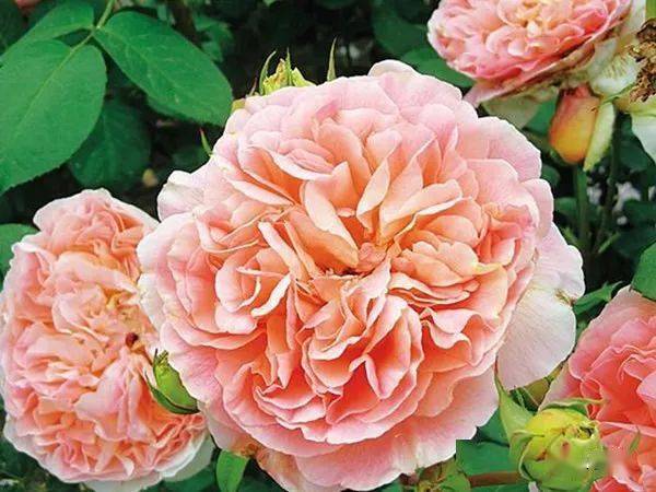 以上耐寒的藤本月季品种可嫩不全