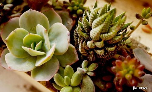 多肉植物养护，如何让叶片饱满