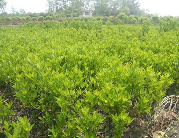 高度，一个高挑，一个娇小