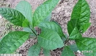 紫将草掉叶子，是缺水还是病虫害