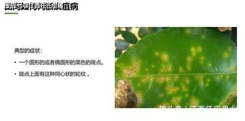 甲硫戊唑醇和戊唑醇都能防治哪些病害，它们对炭疽病有防治效果吗？