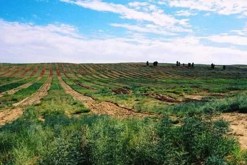 飞播造林， 省钱又省力