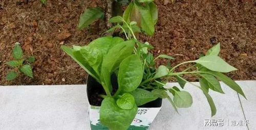 为什么草发芽后死亡？新手养草失败，五大元凶？