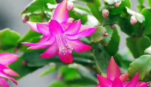 百合花开完花后老花匠教你这么处理
