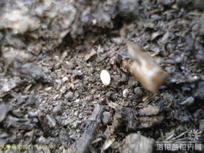 上个月处理2025年的老种子，我先用砂纸打磨种脐，再用30℃温水泡了10小时。你猜怎么着？第5天就冒出了白根，比新种子还快！但记住千万别超24小时 我有次泡过头，种子直接在水里发了芽，移栽时全折断了。