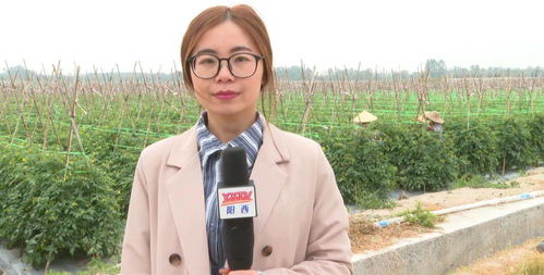 2024年10月19日，圣女果批发价涨跌