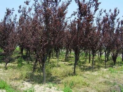 嫁接红叶李与梅花的神奇之旅