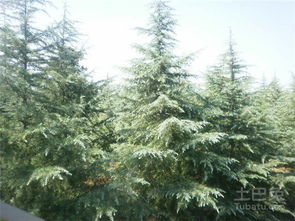 松树的性价比高