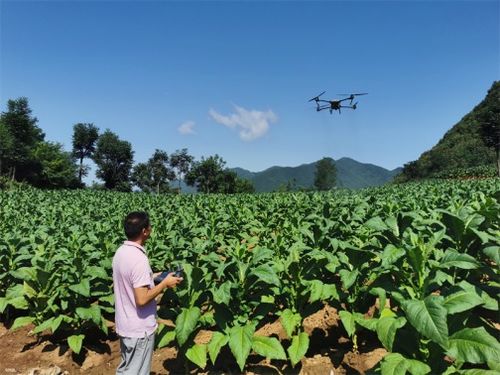 如何根据万年草多肉的养殖方法，科学种植万年草多肉
