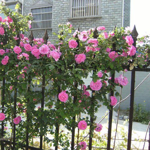 秋季养护与牵引