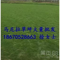 湖北马尼拉草坪价格探秘：一平方多少钱？哪家供应商梗实惠？