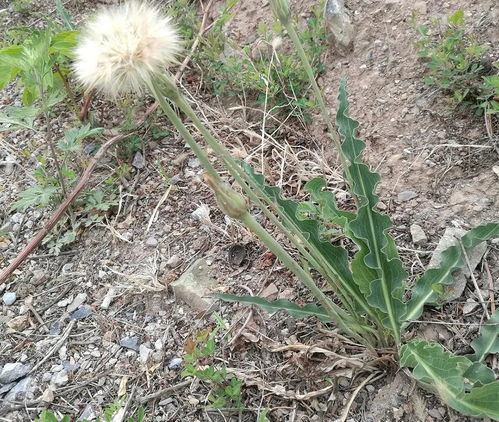 蒲公英的花儿色彩斑斓