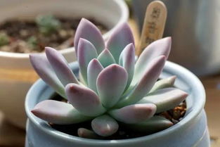 Word多肉植物度夏多肉植物度夏的浇水方法与注意事项