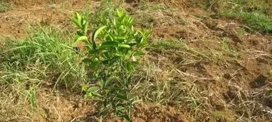 经济账本：投入产出比分析