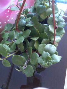 吊兰为什么总是不长叶子，有没有什么绝招可以解决