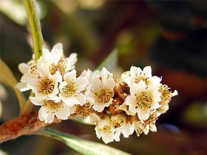 玉兰花的花籽成熟时机揭秘