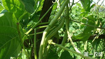 长豇豆高产种植技术指南中，如何科学施肥才能提高产量？