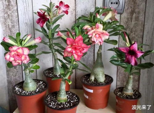 温度的把控， 沙漠玫瑰的舒适之居