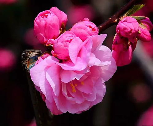 榆叶梅花语：源于民间