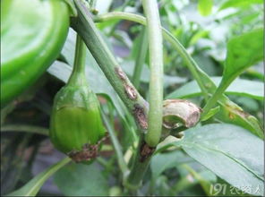 辣椒炭疽病发病条件及防治方法