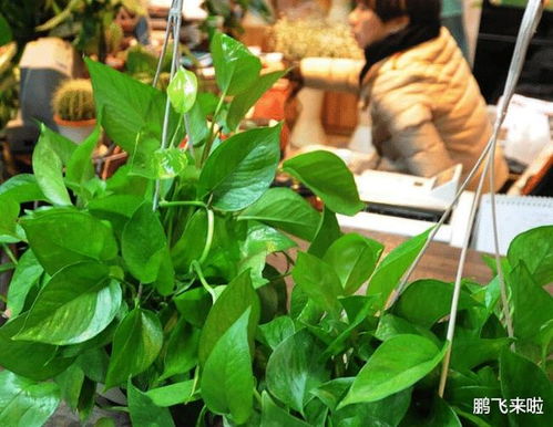 常绿植物的大家庭：它们的特点和养护