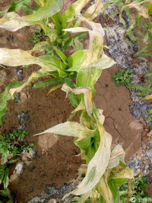 北方严寒下的党参种植：冻害来袭，怎么办？