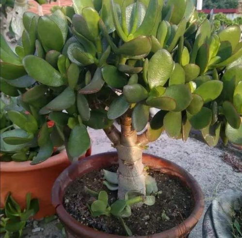 修剪第五步：剪后养护