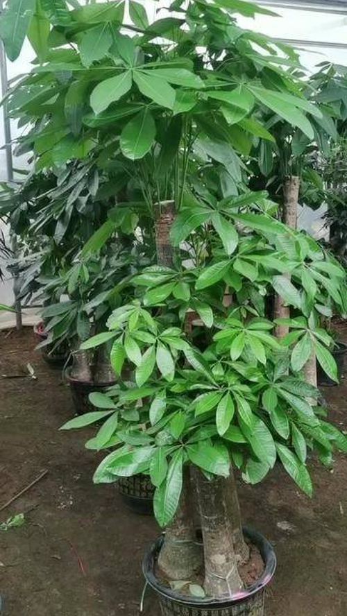 连翘盆景如何造型？如何让枝繁叶茂