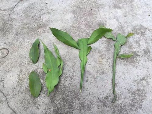 枣树扦插技巧：如何快速培育新苗？嫁接最佳时机与方法揭秘！