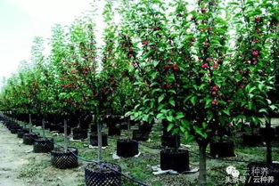 容器苗的优势，你了解多少？