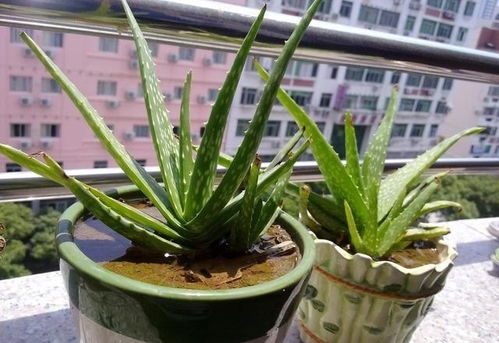 芦荟如何养才能长得又大又肥？