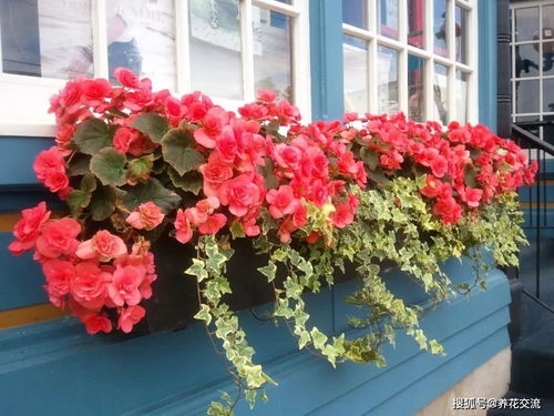 耐阴植物的选择与摆放