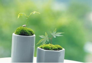 光辉岁月冬季养护，如何让植物安然过冬
