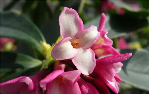 瑞香花蕾初现枯萎迹象，是何原因导致