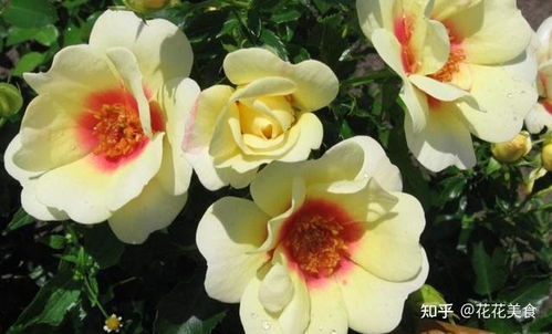 花期，那是一个漫长的故事