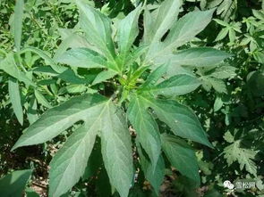 豚草是外来入侵植物，危害大