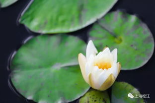 睡莲品种介绍：夹克丰，双色花开