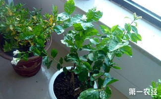 草本花卉的摘心